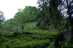 grafika